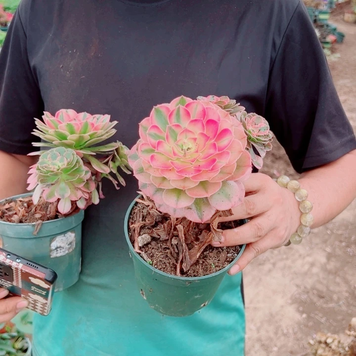 荔枝单头多肉法师
