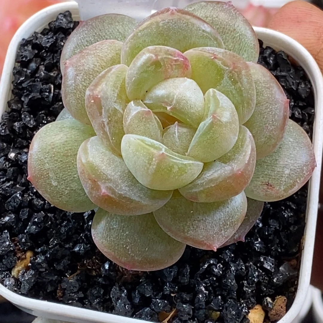 天官赐福百无禁忌