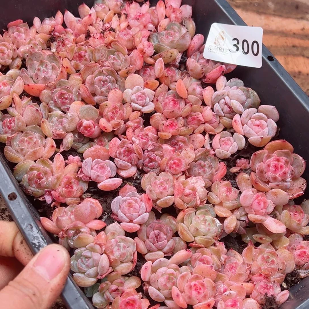 小*多肉植物多肉植物