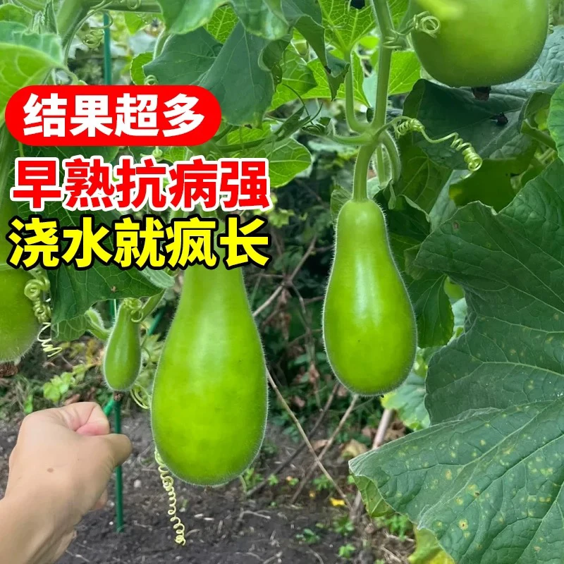 【全店五包包邮】清香短瓠瓜种子