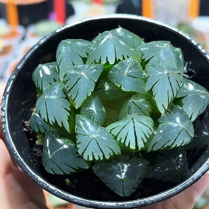 十二卷多肉水晶玉露