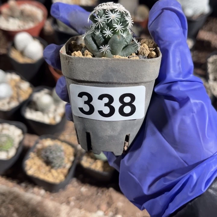 无花朵Y**毛111111111111