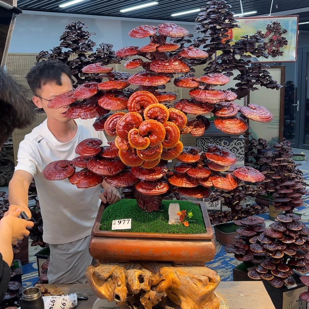 无花朵学*88888888888888888