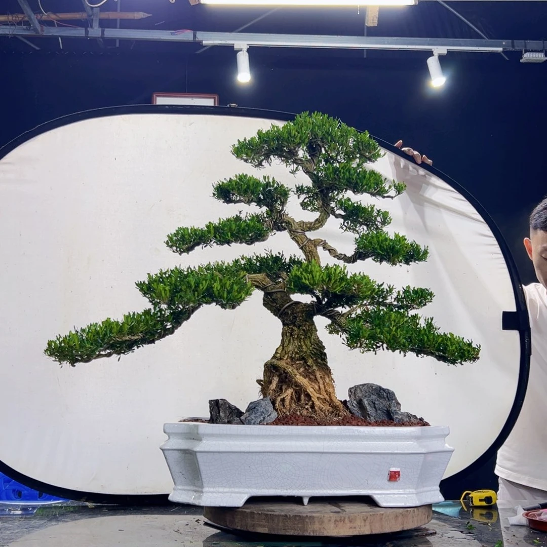 无花朵黄杨盆景四季常青