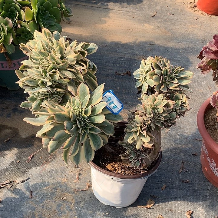 多肉植物灿烂缀904