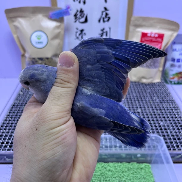 牡丹鹦鹉-独立高纯重紫紫罗兰公D88567