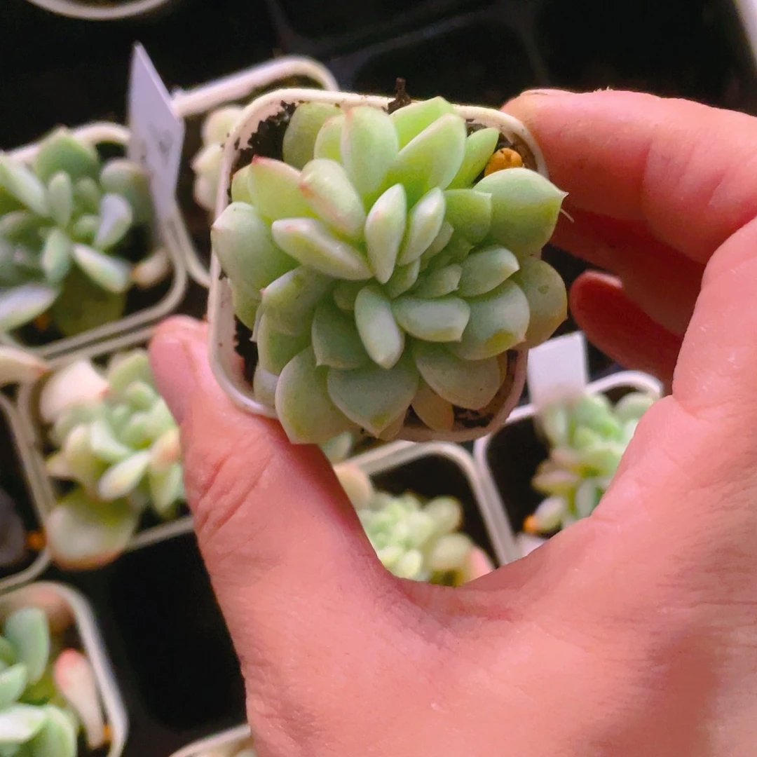 花*猫云间三头中苗盆一个满25包邮