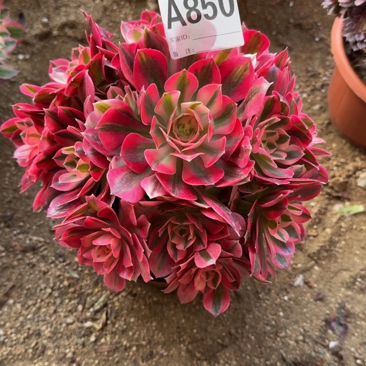 红陶冬*姐粉女郎850多肉