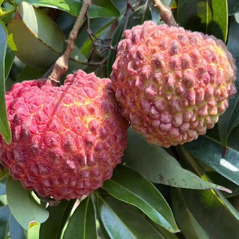 【京东顺丰冷链】火山岩荔枝王大号当季超大个新鲜荔枝高端水果st