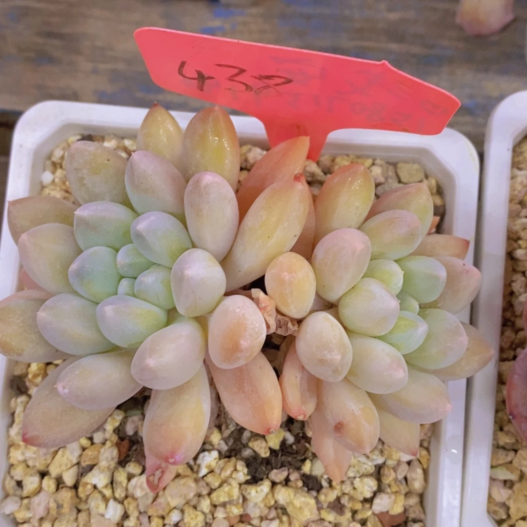 开心多肉，一物一拍，看准下单，