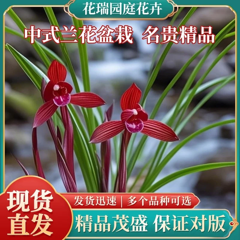 精品名贵兰花春兰小院阳台客厅最新款第一名正宗稀有