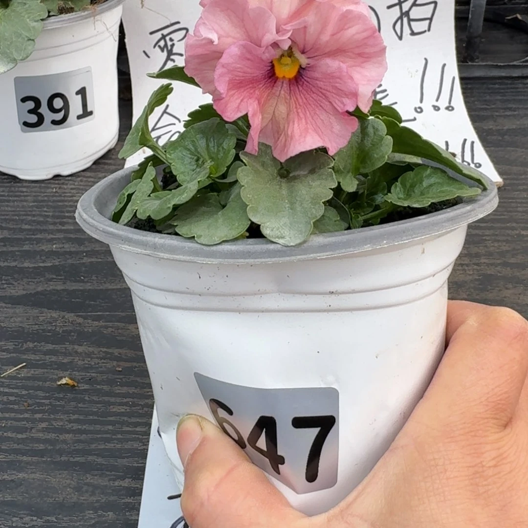 全部花朵647号玛丽林