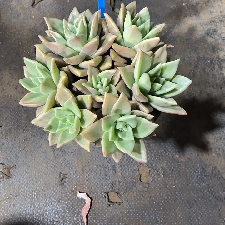 飞***兔0000000000000001058