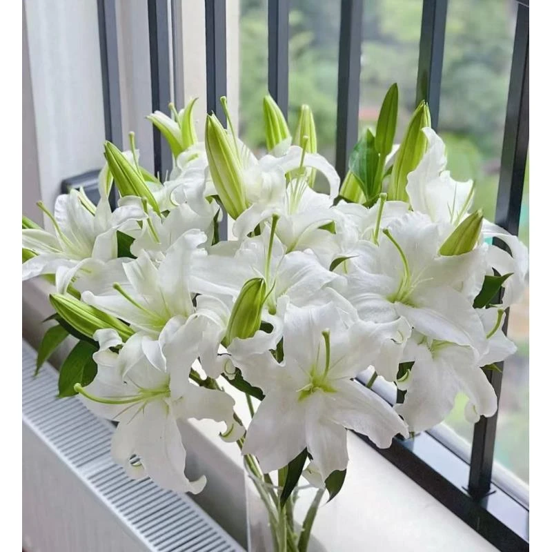 鲜花【西伯利亚】同地址两单以上顺丰包邮送货上门+送配草1扎