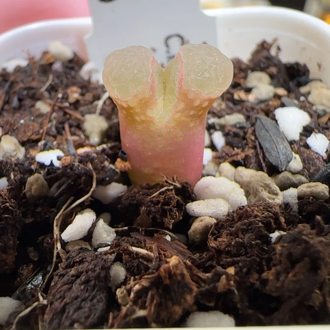 肉锥多肉植物百科-粉樱286