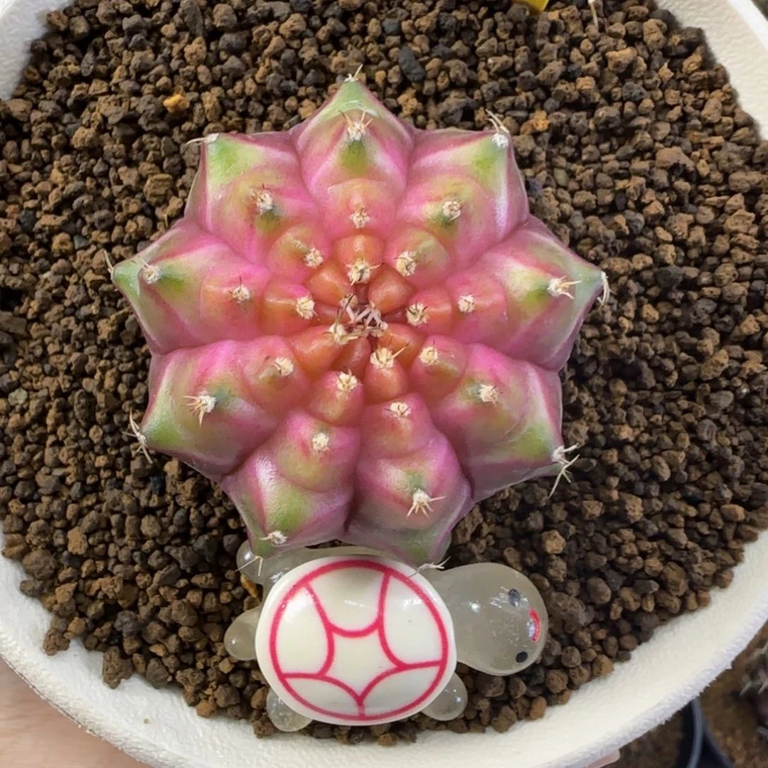 222号泰系实生轮回