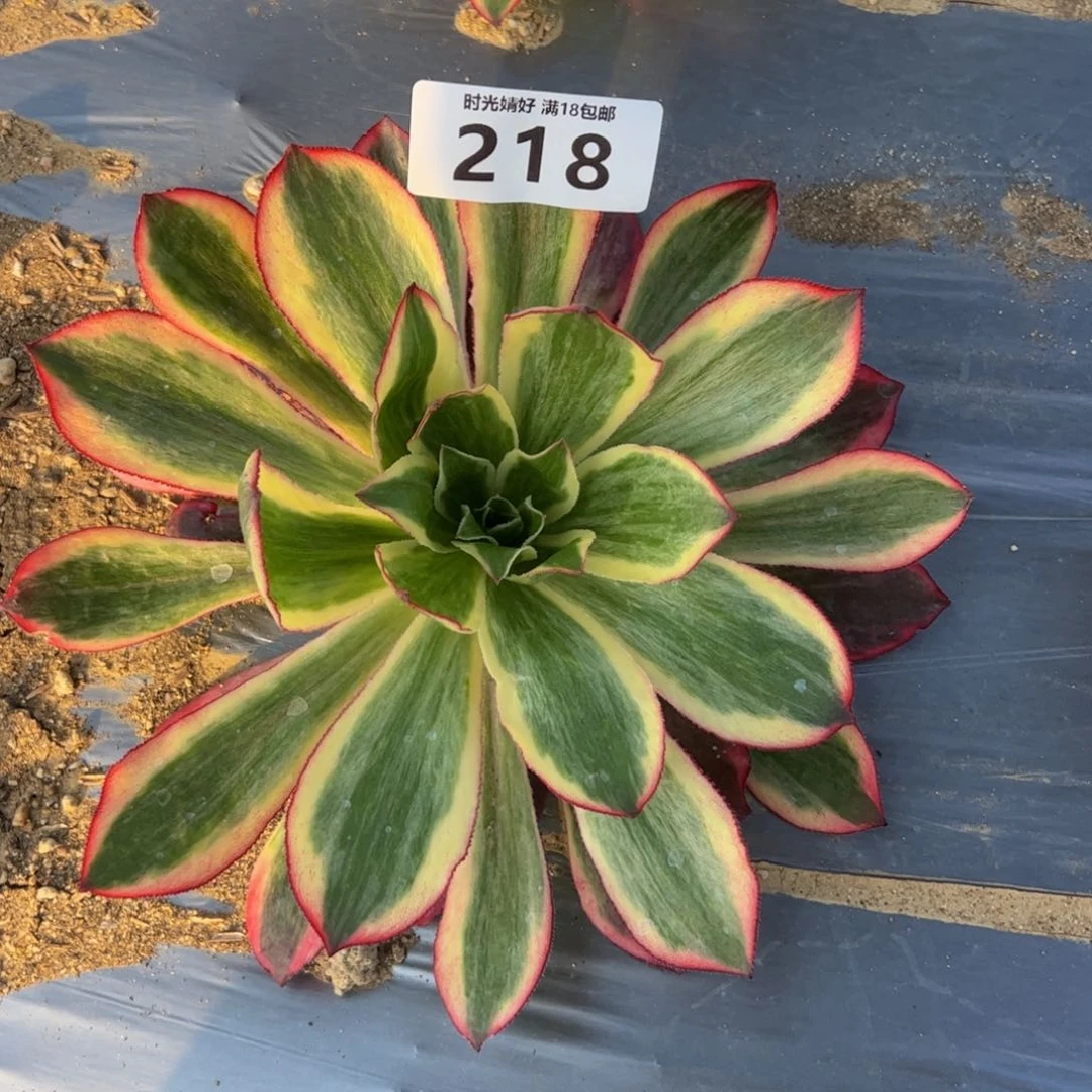 高*218魅影多肉植物