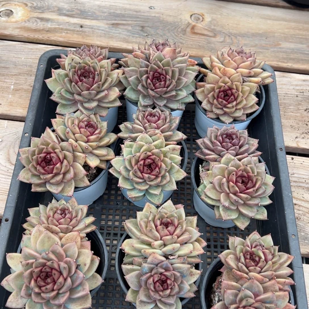 4347不包整量双头肉肉肉肉