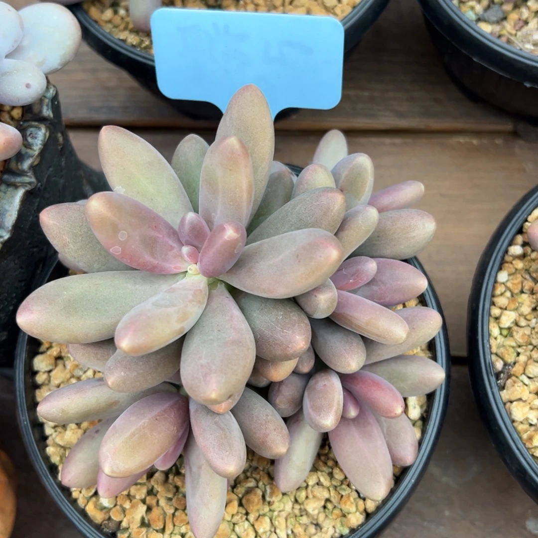 糖果美人11111111111111