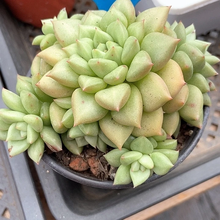 多肉植物象牙群952多肉