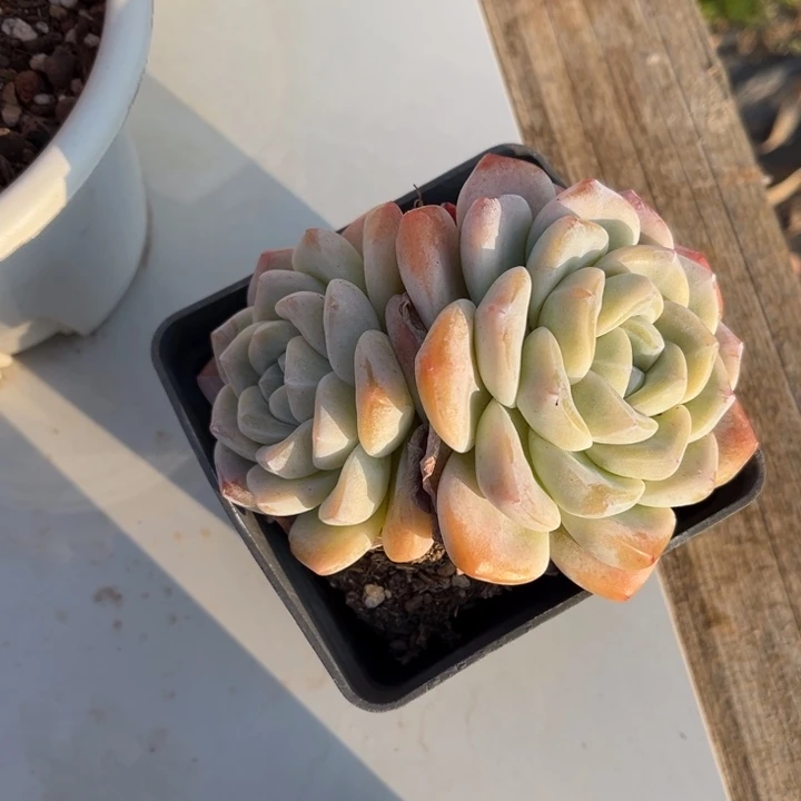 冰玉多肉植物8667