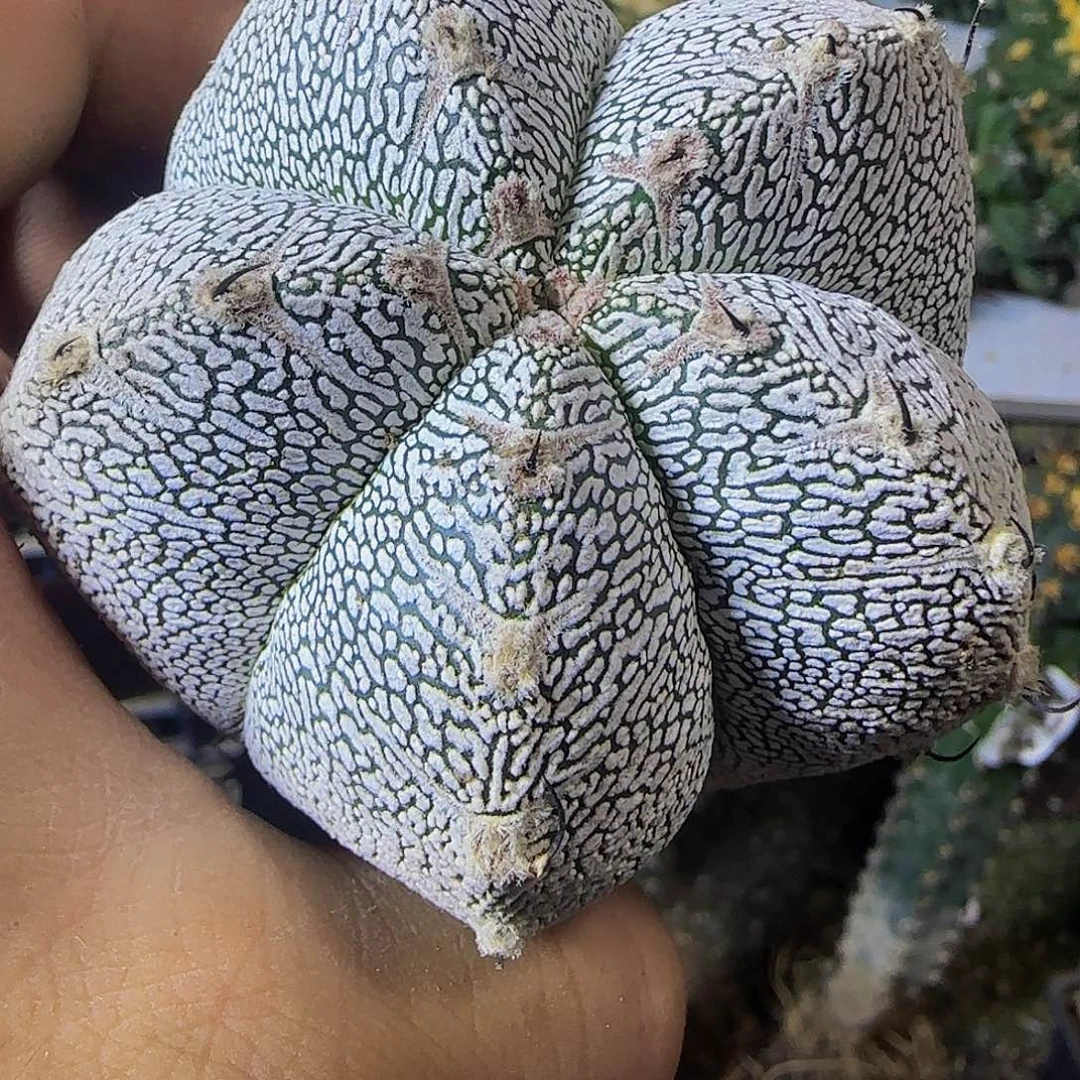 恩冢194仙人球开花了