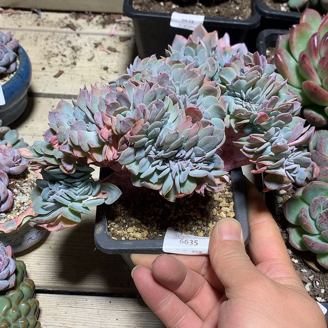 6635原始海棠花缀化18厘米