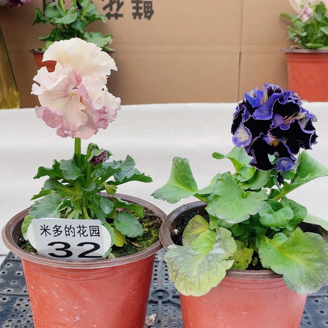 小***乖少量开放大部分花苞32