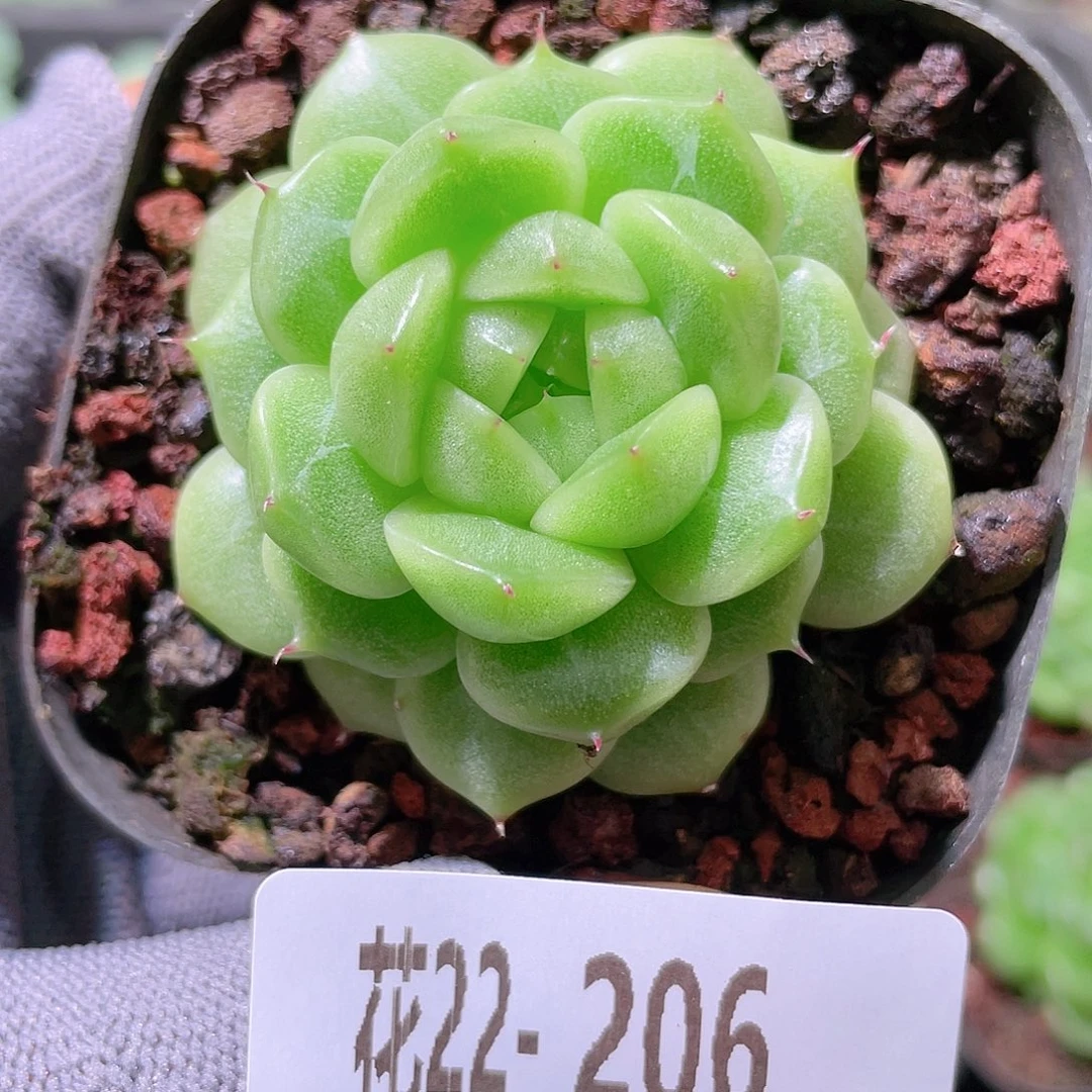 花利美22-206海王
