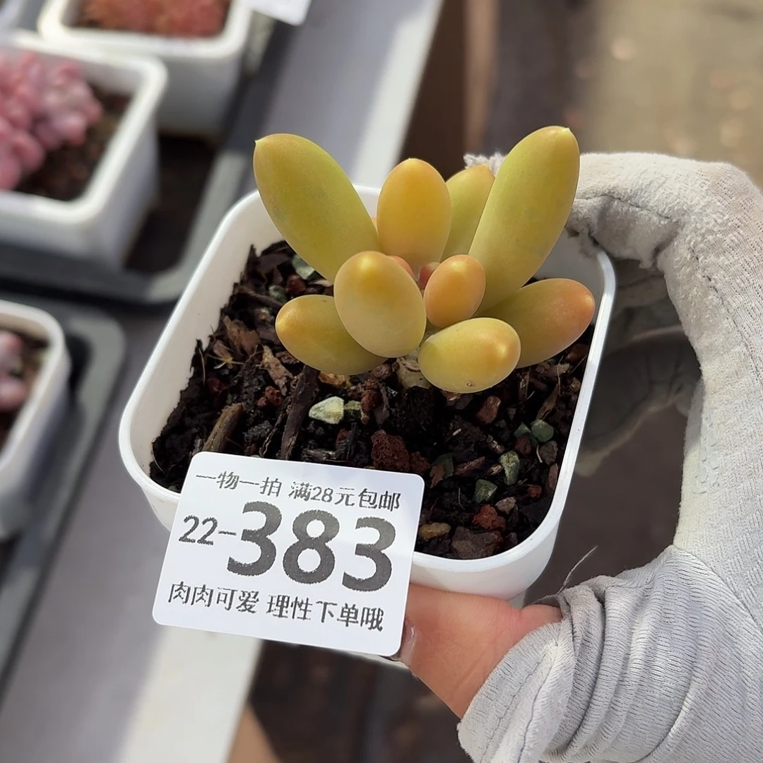 金蝉无盆土发货无