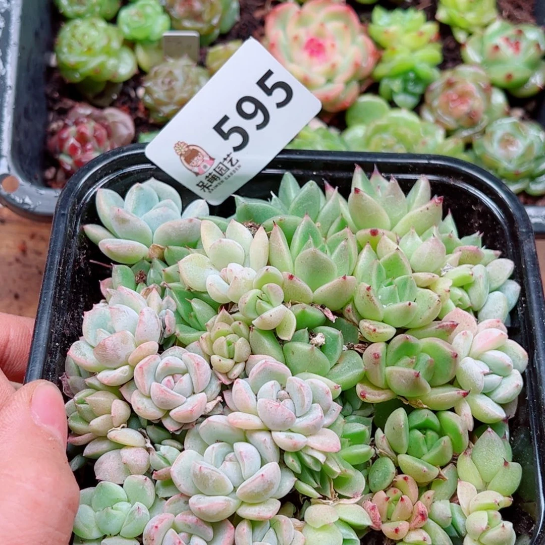 多肉植物多肉植物