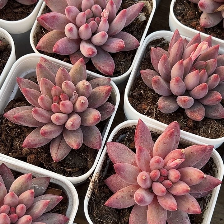 金鱼姬     福利多多