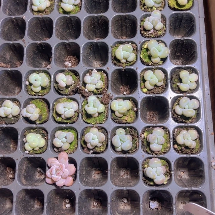 少****?蛋黄奶精品多肉植物大战