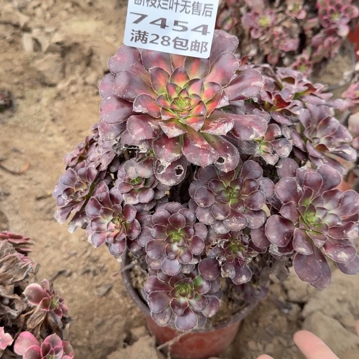 7454二号棚花蝴蝶中班C