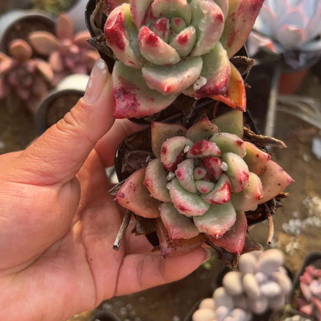 多肉植物多肉植物