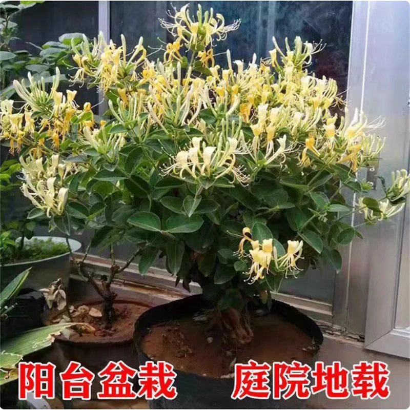 金银花苗树爬藤植物北花一号当年开花盆栽地栽食用用四季金银花