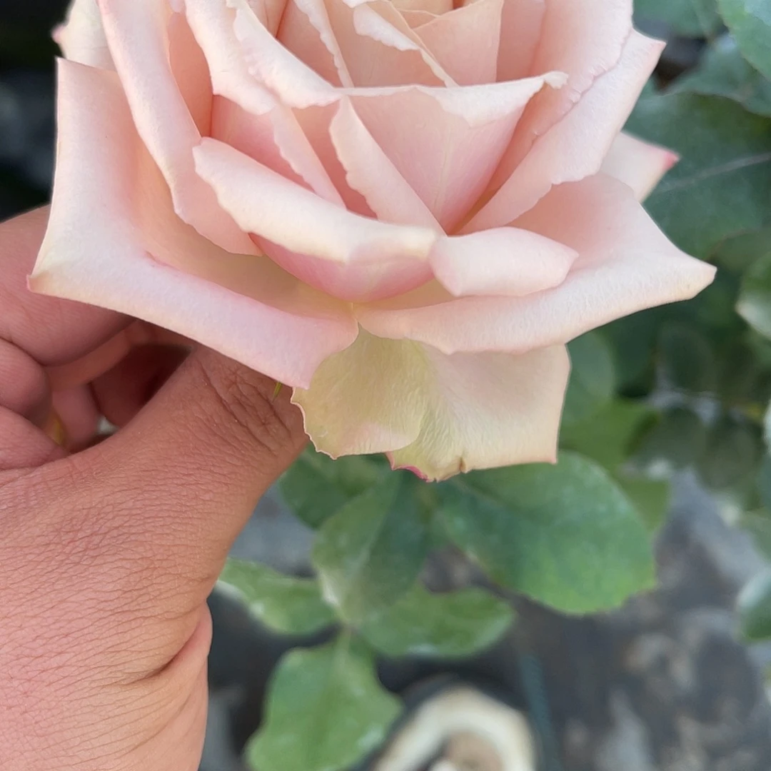 无花朵———测试紫 琅初版