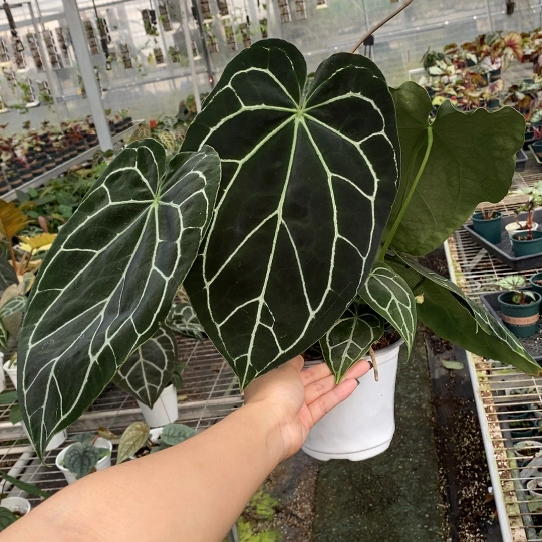 超***哥不开花植物哥伦比亚黑水晶