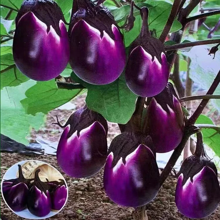 [祥吉助农] 彭泽本地日照茄子3斤、5斤 不定时直播销售