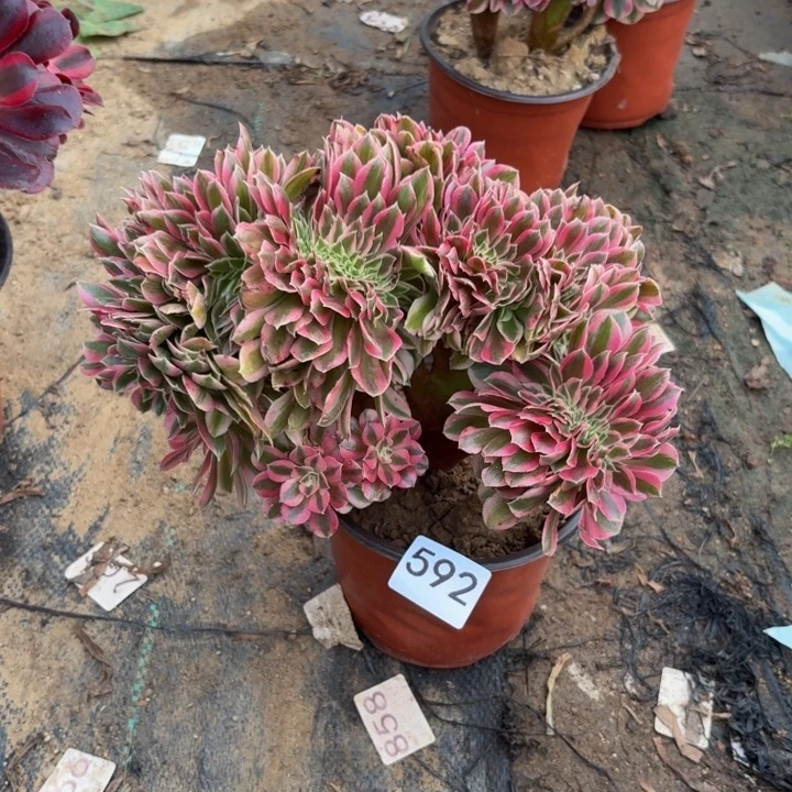 粉女巫缀多肉植物不包损592