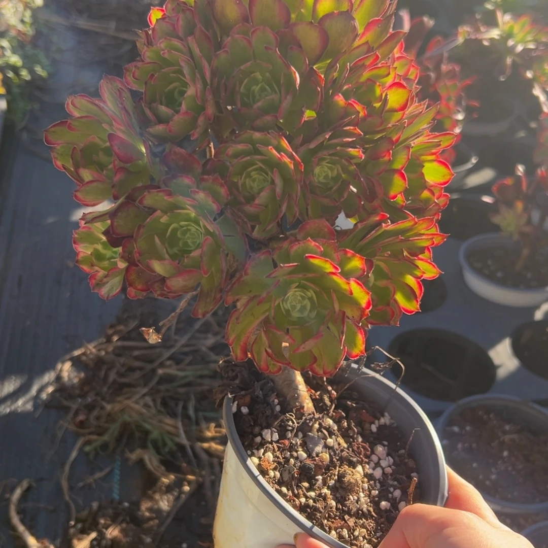 多肉植物1943脱土的