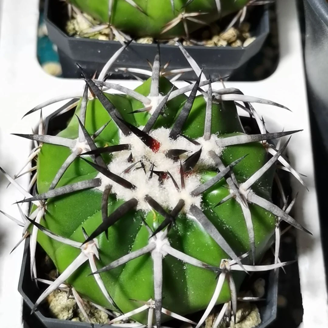 坐***币实生大型强黑刺圆盘玉一物一拍