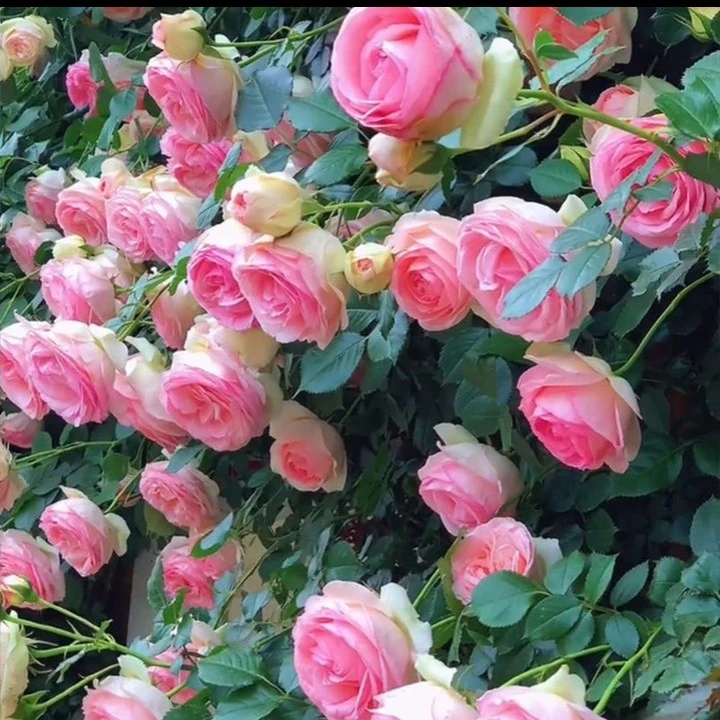 粉龙藤本月季粉龙蔷薇花苗好养活