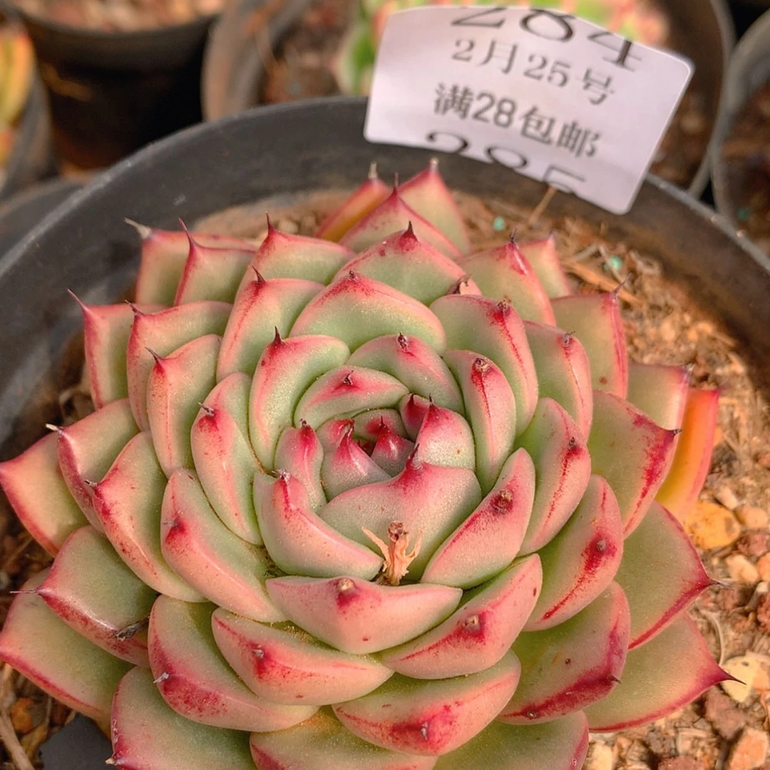 【闪购商品】云284