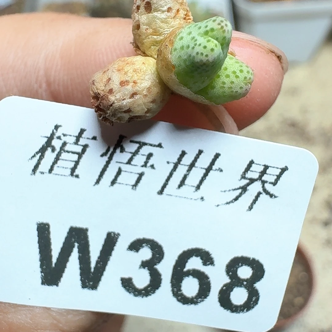 368号多肉植物哇c