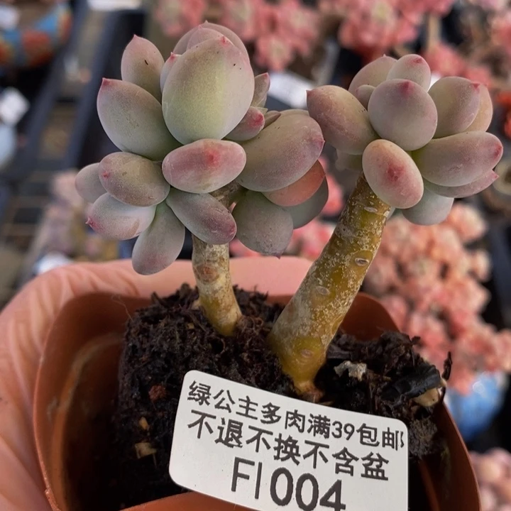 四代苹果奶6cm1004多肉植物
