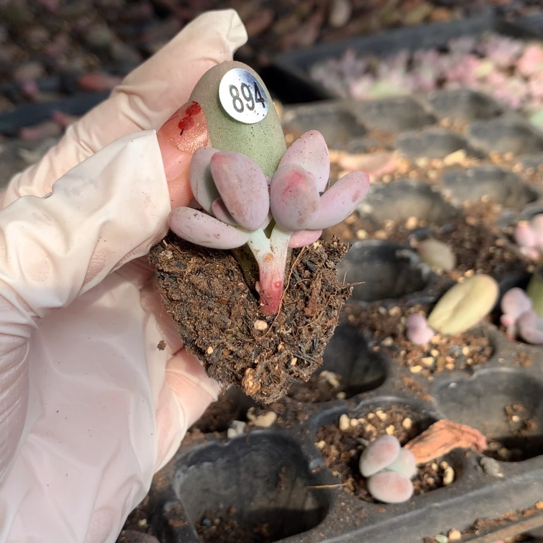 894 米可奶酪多肉