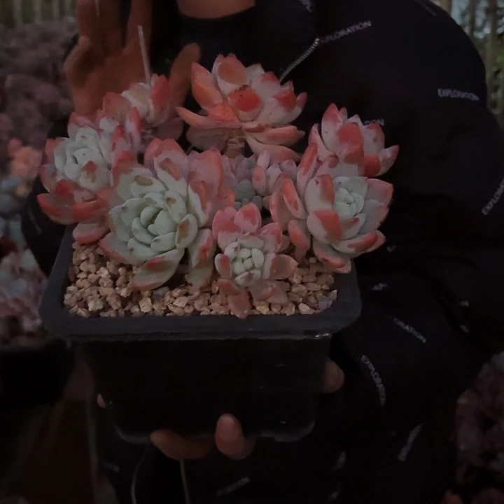 冷香群生老桩精品