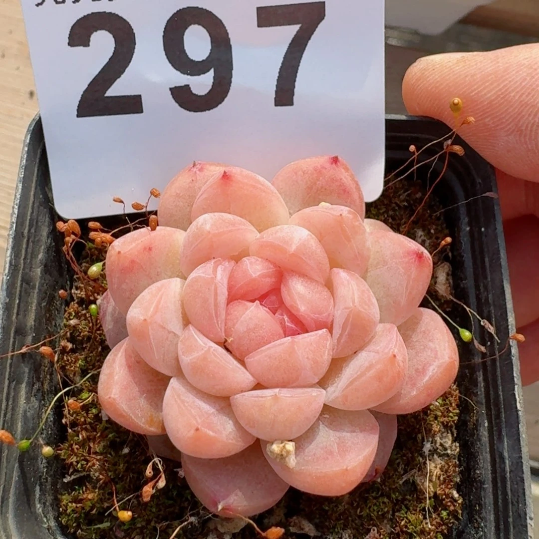 甜糖         精品多肉