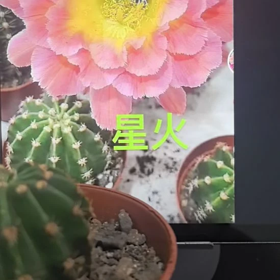 香香的星火带根土4公分左右